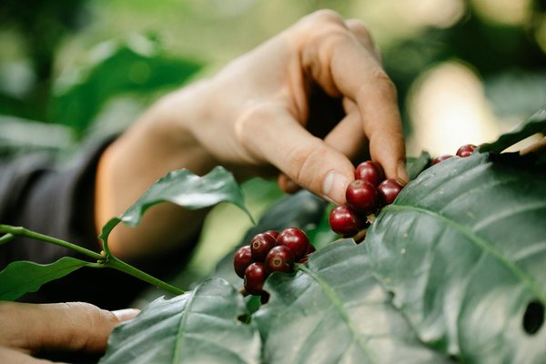 Comment organiser une visite des plantations de café en Colombie?
